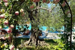 Fleur_et_piscine