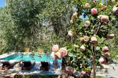 Fleur_et_piscine_2