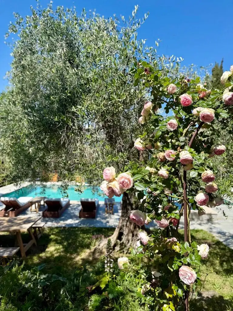 Fleur et piscine – maison d'hôtes L'Escondida à Nice
