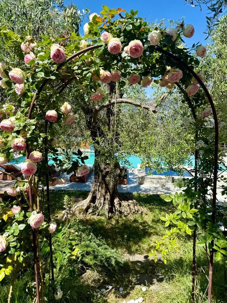 Fleur et piscine – maison d'hôtes L'Escondida à Nice